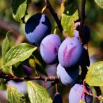 Slivka domáca (Prunus domestica) ´STANLEY´- výška 210-250 cm, obvod kmeňa 6/8 cm, kont. C10L - NA KMIENKU